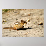 Chipmunk  posters