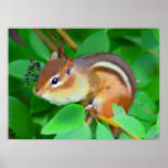 Chipmunk posters
