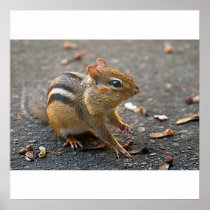 Chipmunk Poster