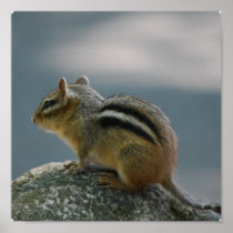 Chipmunk Poster