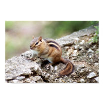 Chipmunk Poster posters