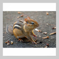 Chipmunk Poster posters