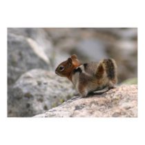chipmunk poster posters