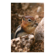 chipmunk poster posters