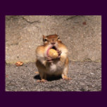 Chipmunk - Print