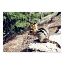 Chipmunk posters