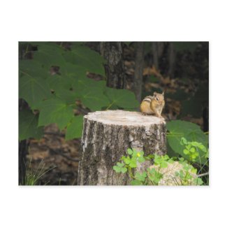 chipmunk resting on tree stump postcard