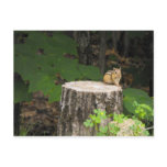 chipmunk resting on tree stump postcards