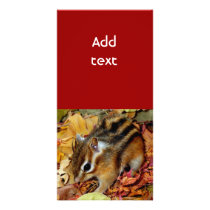 chipmunk, Squirrel and photo Photo Cards
