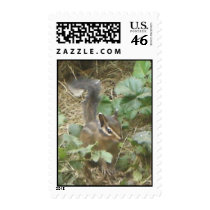 Chipmunk Stamp by naturalphotos Chipmunk Stamp
