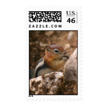 Chipmunk Stamps