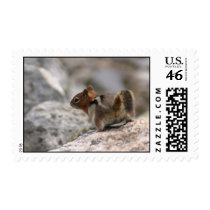 Chipmunk Stamps