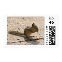 Chipmunk Stamps