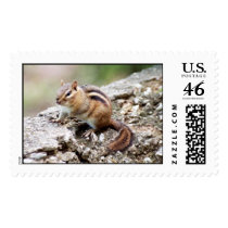 Chipmunk Stamps