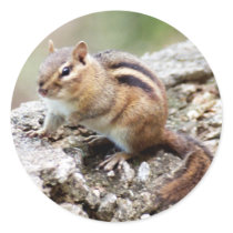 Chipmunk Sticker