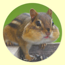 chipmunk stickers