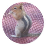 Chipmunk Round Stickers