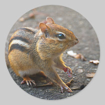Chipmunk Sticker