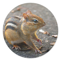 Chipmunk Sticker
