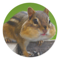 chipmunk stickers