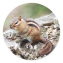 Chipmunk Stickers by Captain_Panama Chipmunk Stickers