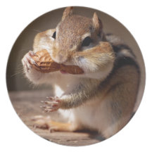 Chipmunk Stuffing His Face Dinner Plate