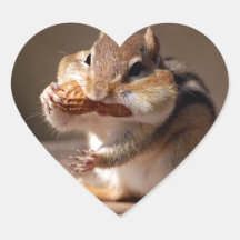 Chipmunk Stuffing His Face Sticker
