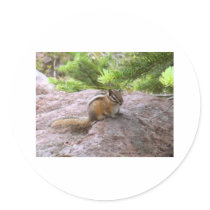 Chipmunk Wildlife Photo Art Design Nature Animals stickers