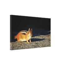 Chipmunks 2 Stretched Canvas Stretched Canvas Prints