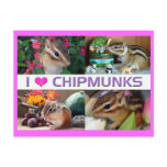 Chipmunks pohto post cards