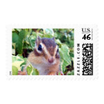 chipmunk's stamp