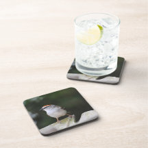 Chipping Sparrow Coaster