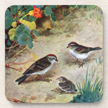 Chipping Sparrow Family and Nasturtiums Drink Coaster