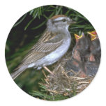 Chipping Sparrow feeding young stickers