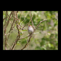 Chipping Sparrow posters