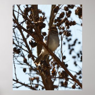 Chipping Sparrow print