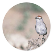 Chipping sparrow sticker