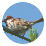 Chipping Sparrow stickers