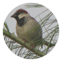 Chipping Sparrow stickers