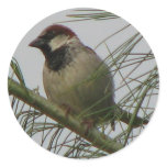 Chipping Sparrow stickers