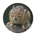 Chippy The Chipmunk Magnet