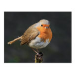 Chirpy Robin Postcard
