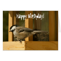 CHIS Chickadee is Suspicious Card