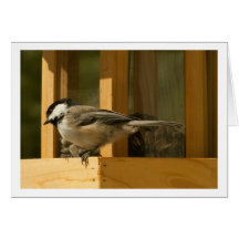 CHIS Chickadee is Suspicious Cards