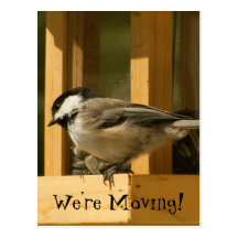 CHIS Chickadee is Suspicious Post Cards
