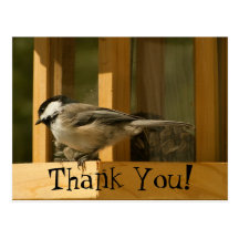 CHIS Chickadee is Suspicious Postcards