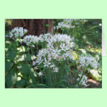 Chive Blossoms cards
