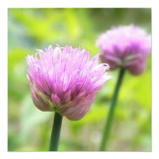 Chive Blossoms Personalized Invitation