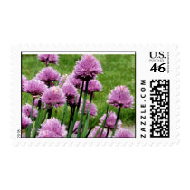 'Chive Blossoms' postage by Pro_Artz 'Chive Blossoms' postage