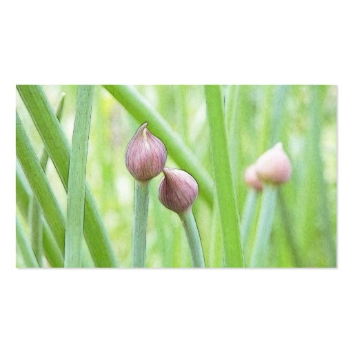 Chive Flower Buds Business Cards (back side)